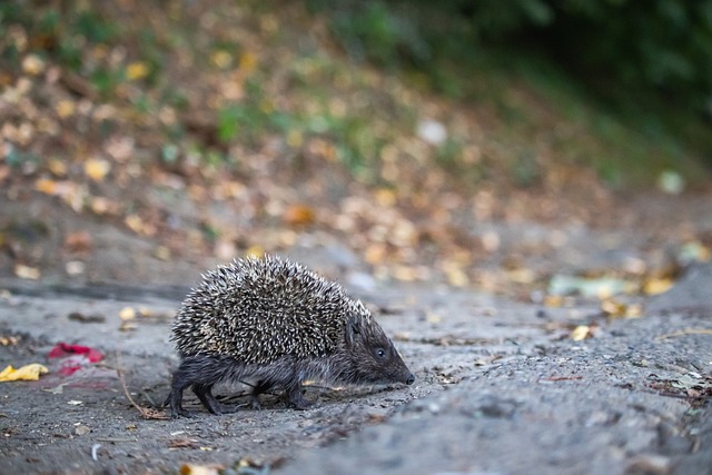 手虽是初次 手虽是初次